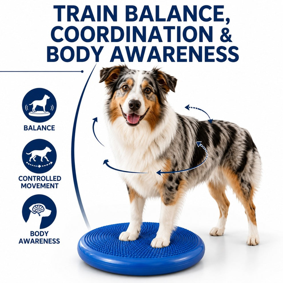 Rear paw positioning dog balance training
