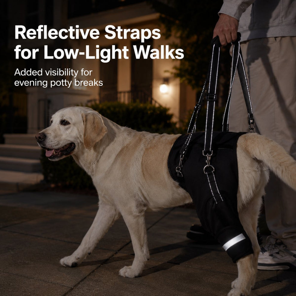 Reflective adjustable lift straps with reinforced clips for low-light dog mobility support.
