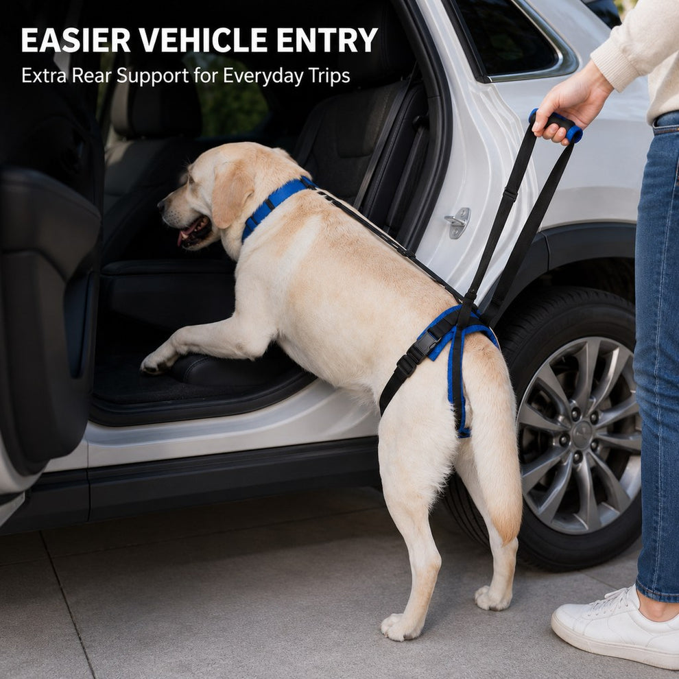 Royal blue dog rear lift support harness