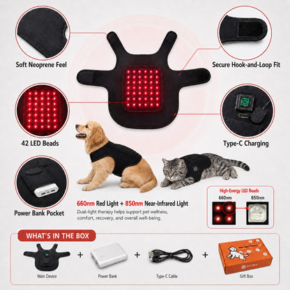 Soft neoprene Frenchie comfort wrap with secure fit