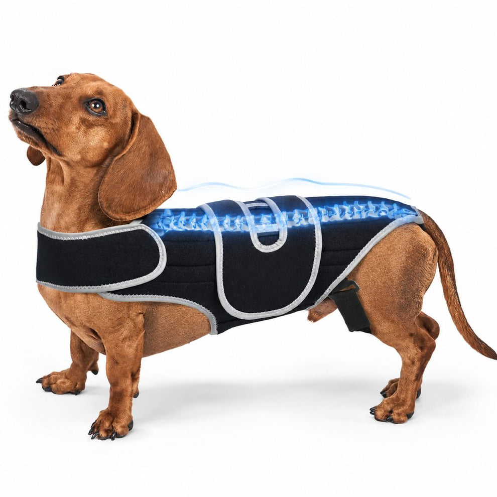 Paws in Awe SpineGuard Dog Back Support Vest for Dachshunds & Corgis - Adjustable Spinal Support Brace for Senior Dogs, Recovery Days & Gentle Walks image 1