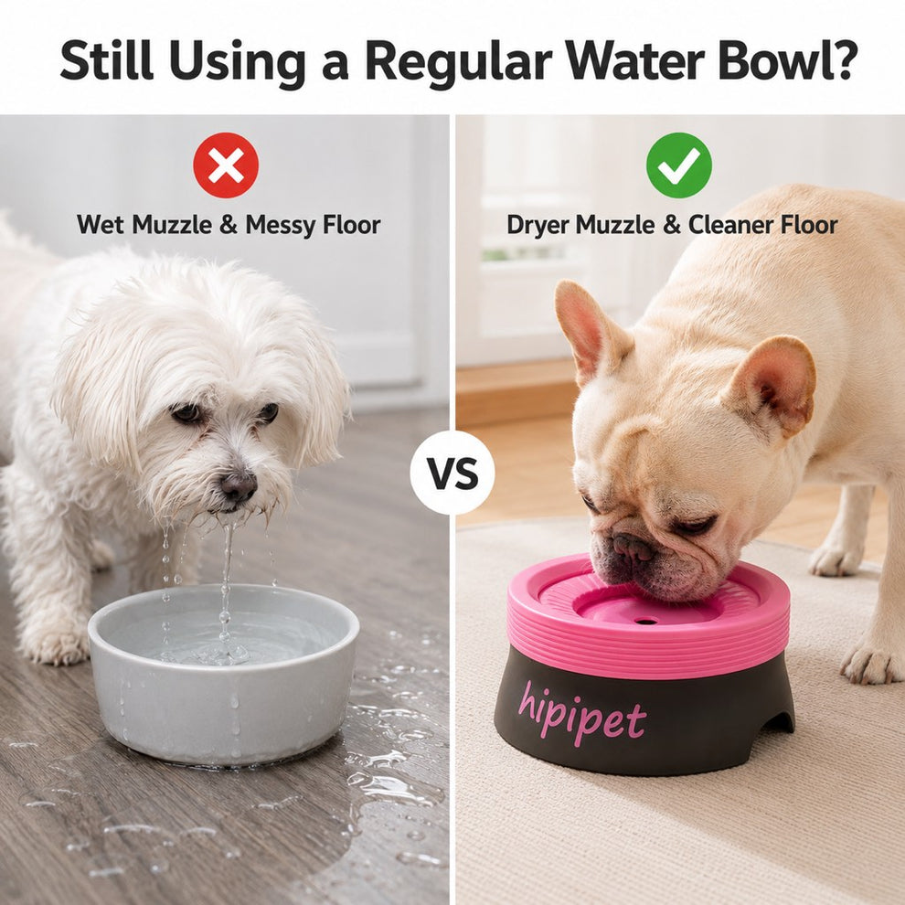 Splash-proof pet water bowl for indoor floors