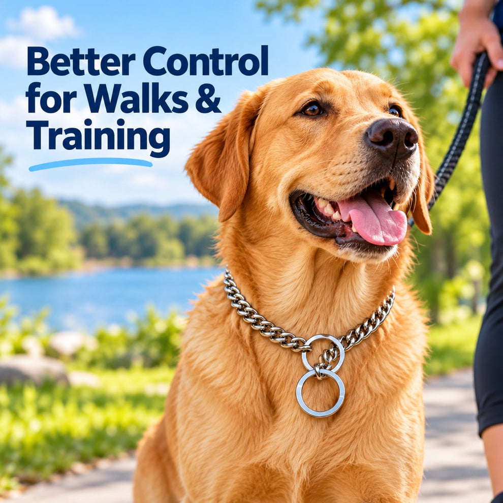 Stainless steel slip chain dog collar for supervised walks and training