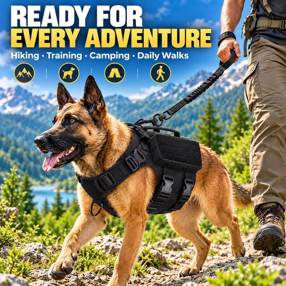 Black tactical dog harness on a large dog during an outdoor adventure