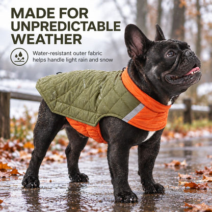 Olive Green water-resistant reversible dog coat in damp weather